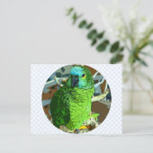 Carte Postale Vert perroquet (Debout devant)