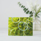 Carte postale verte (Debout devant)