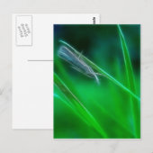 Carte postale verte (Devant / Derrière)