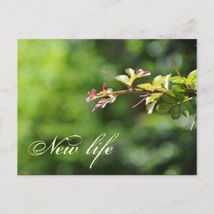 Carte postale verte