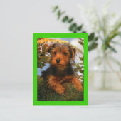 Carte postale verte Airedale Terrier Chien Chien C (Debout devant)