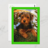 Carte postale verte Airedale Terrier Chien Chien C (Devant / Derrière)