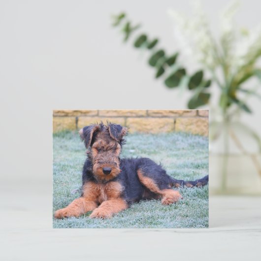 Carte postale verte Airedale Terrier Chien Chien C (Debout devant)