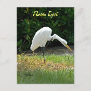 Carte postale verte de Floride
