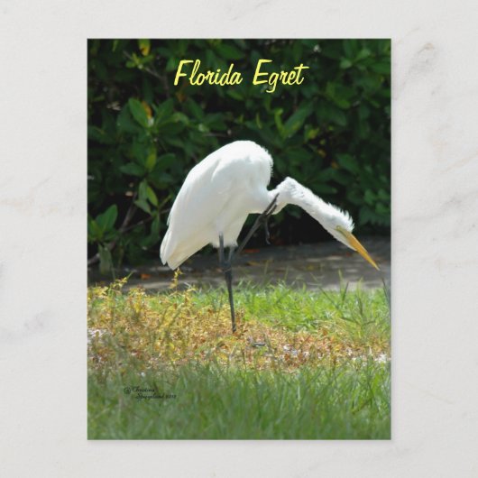 Carte postale verte de Floride (Devant)