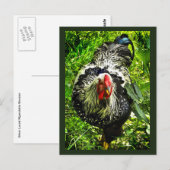 Carte postale verte de l'oiseau-coq noir blanc Wya (Devant / Derrière)