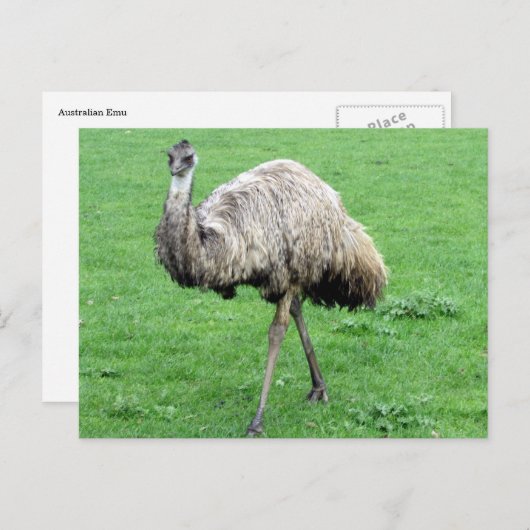 carte postale verte d'émeu (Devant / Derrière)