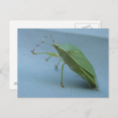 Carte postale verte d'insecte de puanteur (Devant / Derrière)