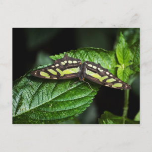 Carte postale verte dynamique