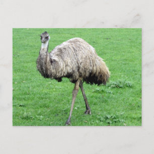 carte postale verte emu