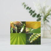 Carte postale verte et or (Debout devant)