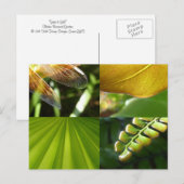 Carte postale verte et or (Devant / Derrière)
