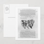 Carte Postale Vertèbre, Cocyx (impression b/w) (Devant / Derrière)