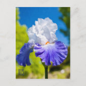 Carte postale verticale Iris (Devant)