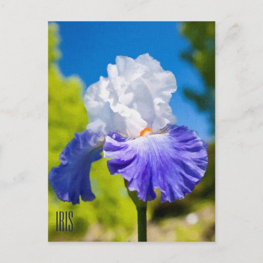 Carte postale verticale Iris (Devant)