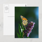 Carte postale Verticale Monarch Flutts (Devant / Derrière)