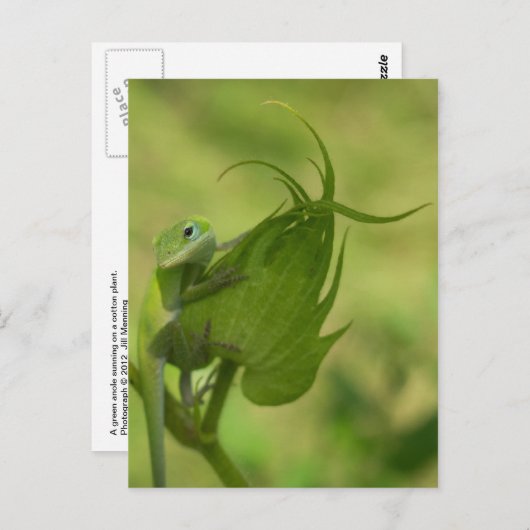 Carte Postale Verts du Sud (Devant / Derrière)