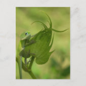 Carte Postale Verts du Sud (Devant)