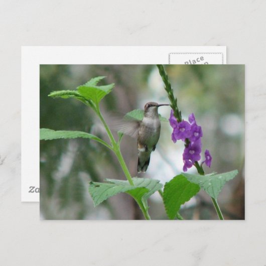 Carte postale Vervain à gorge rubis (Devant / Derrière)