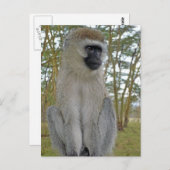 Carte Postale Vervet Monkey (Devant / Derrière)