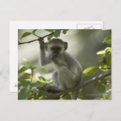 Carte Postale Vervet Monkey, Zimbabwe (Devant / Derrière)
