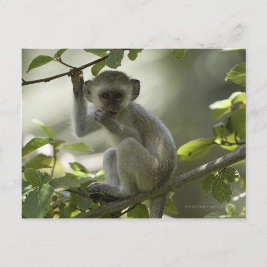 Carte Postale Vervet Monkey, Zimbabwe (Devant)
