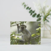 Carte Postale Vervet Monkey, Zimbabwe (Debout devant)
