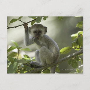 Carte Postale Vervet Monkey, Zimbabwe