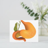 Carte Postale Vessie à galle à estomac (Debout devant)