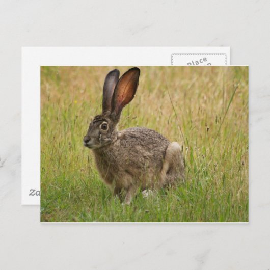Carte Postale Veste à queue noire en champ (Devant / Derrière)