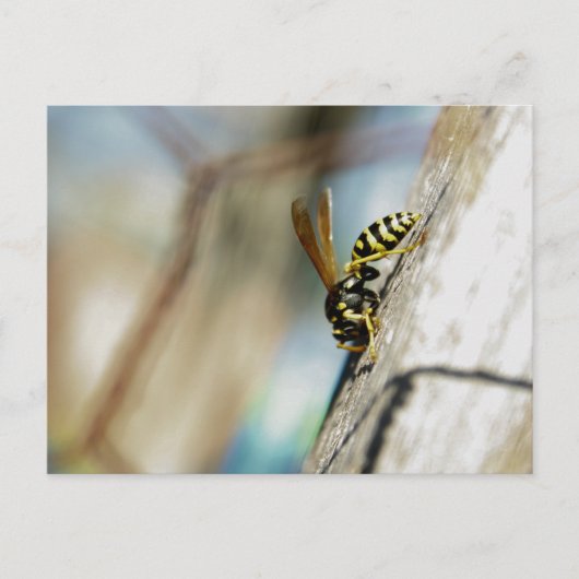 Carte postale Veste Jaune (Devant)