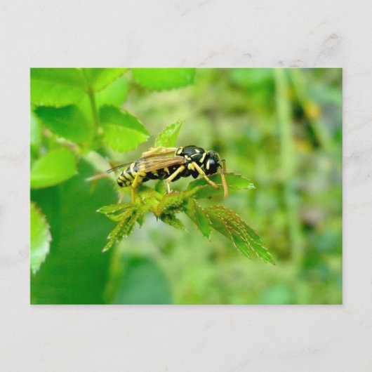 Carte postale Veste Jaune (Devant)