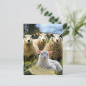 Carte Postale Vestige de mouton Herbe de mouton Agneau de bébé (Debout devant)