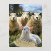 Carte Postale Vestige de mouton Herbe de mouton Agneau de bébé (Devant)