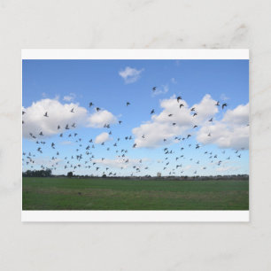 Carte Postale Vestige De Pigeons