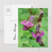 Carte Postale Vetchling de printemps (Devant / Derrière)