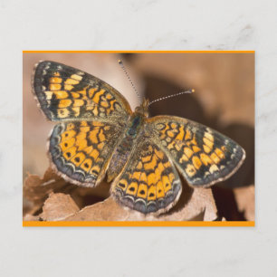 Carte Postale Vêtements et cadeaux de teigne Brown et orange