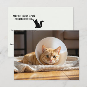 Carte Postale Vétérinaire Chatte Rousse Portant un Cône de la Ho