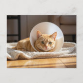 Carte Postale Veterinarian Ginger Cat Wearing a Cone of Shame (Devant)
