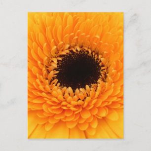 Carte Postale Vibrant