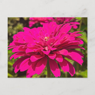 Carte Postale Vibrant Fleur de Zinnia Magenta – Athens Géorgie
