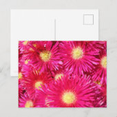 Carte Postale Vibrant trailing ice plant (Devant / Derrière)