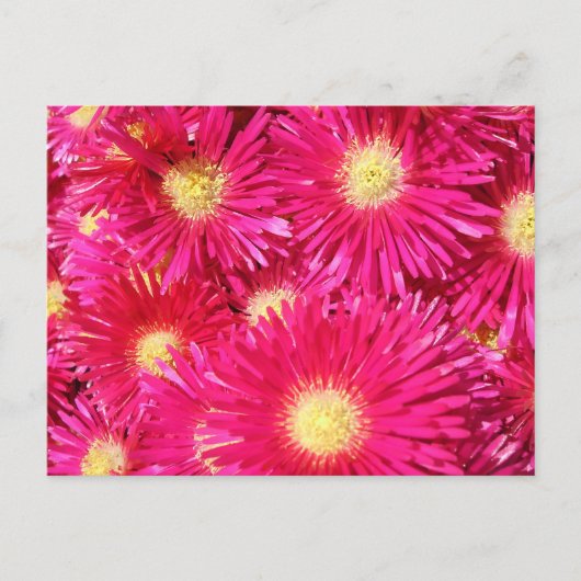 Carte Postale Vibrant trailing ice plant (Devant)