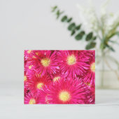 Carte Postale Vibrant trailing ice plant (Debout devant)