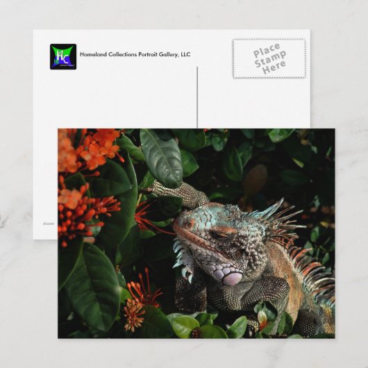 Carte postale vibrante Iguana, Îles Vierges améric (Devant / Derrière)