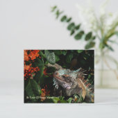 Carte postale vibrante Iguana, Îles Vierges améric (Debout devant)