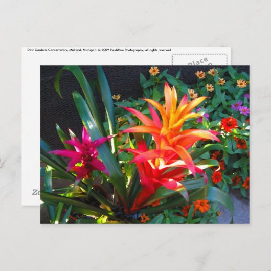 Carte Postale Vibration (Devant / Derrière)