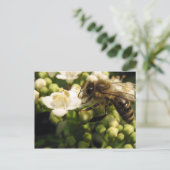 Carte Postale Viburnum (Debout devant)