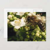 Carte Postale Viburnum (Devant / Derrière)