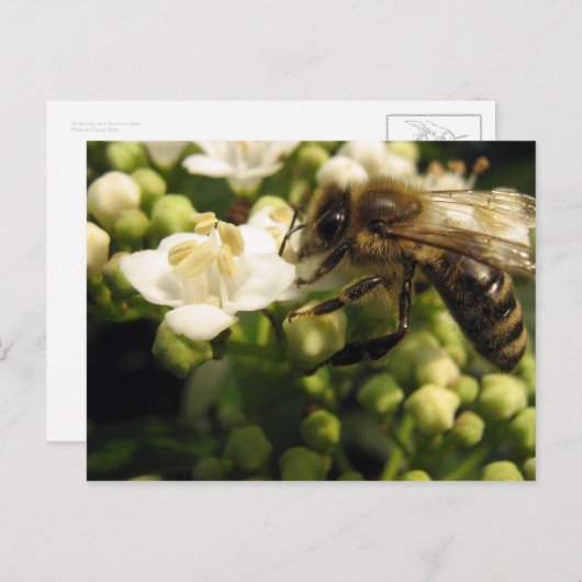 Carte Postale Viburnum (Devant / Derrière)